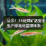 15处煤矿通过一级安全标准公示｜安全达标名单公布