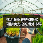 株洲企业春耕图揭秘:硬核实力抢滩海外市场 株洲企业春耕图揭秘:硬核实力抢滩海外市场