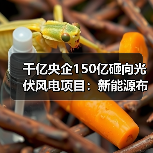 千亿央企150亿砸向光伏风电项目:新能源布局加速 千亿央企150亿砸向光伏风电项目:新能源布局加速